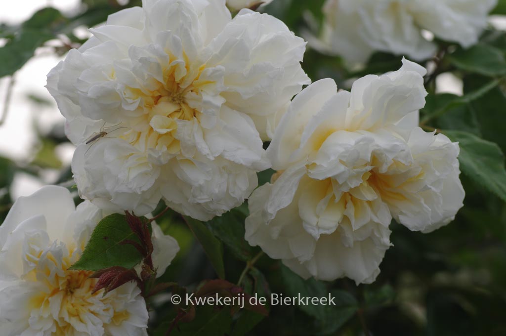 Rosa ‚Alberic Barbier‘
