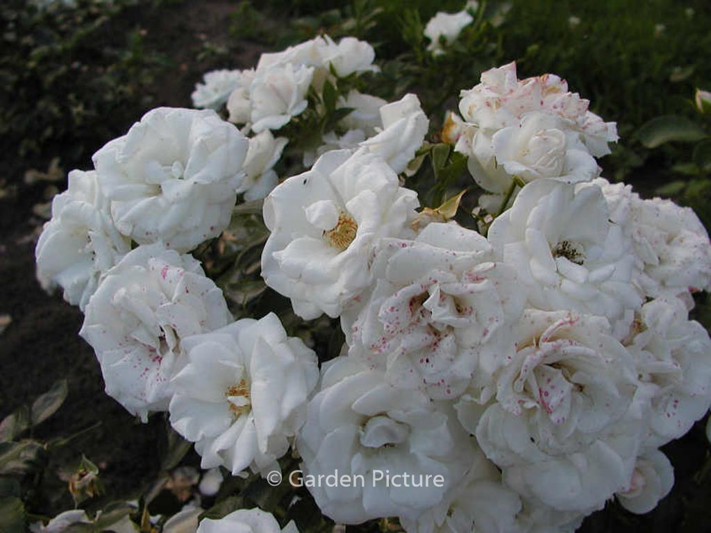 Rosa ‚Aspirin Rose‘