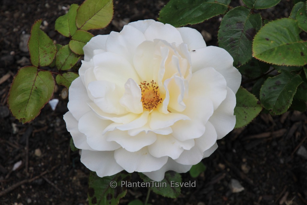 Rosa ‚Auckland Metro‘