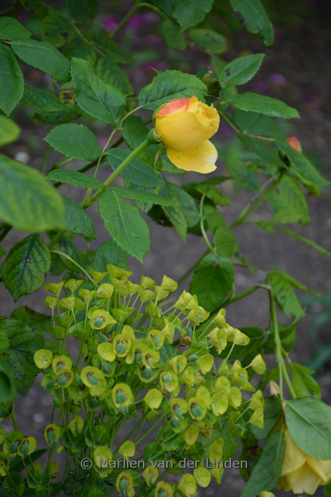 Rosa ‚Ausgold‘ (GOLDEN CELEBRATION)