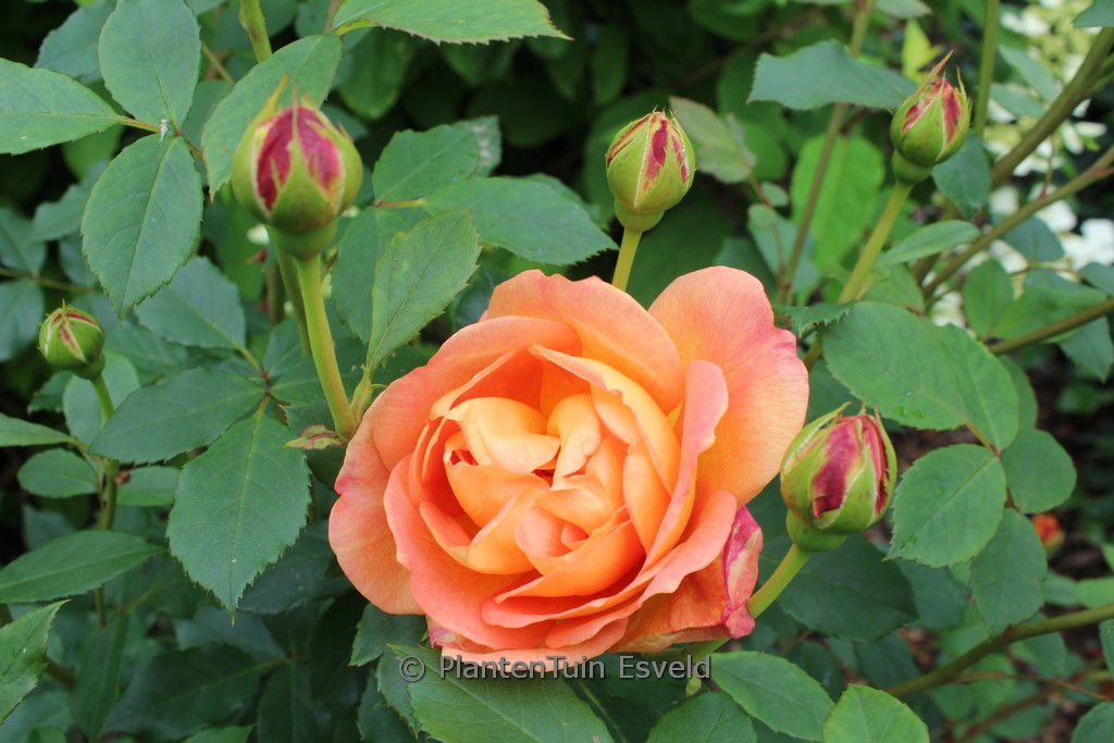 Rosa ‚Ausmyson‘ (LADY OF SHALOTT)