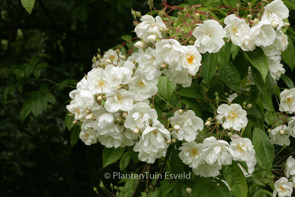 Rosa ‚Bobbie James‘