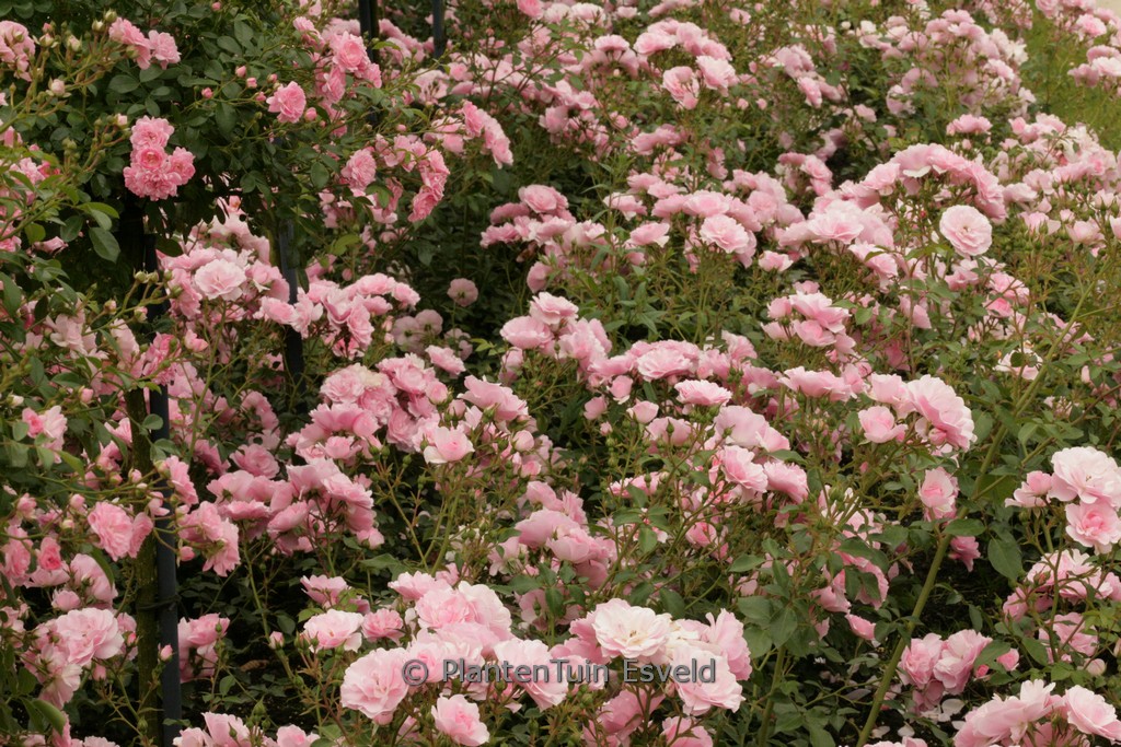 Rosa ‚Bonica ’82‘