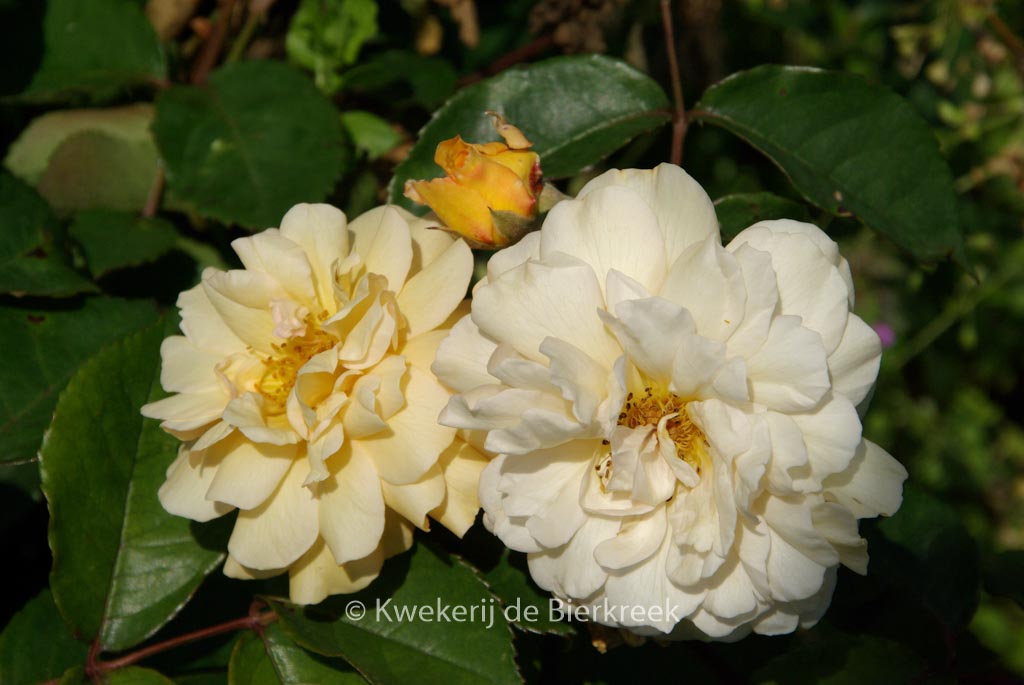 Rosa ‚Buff Beauty‘