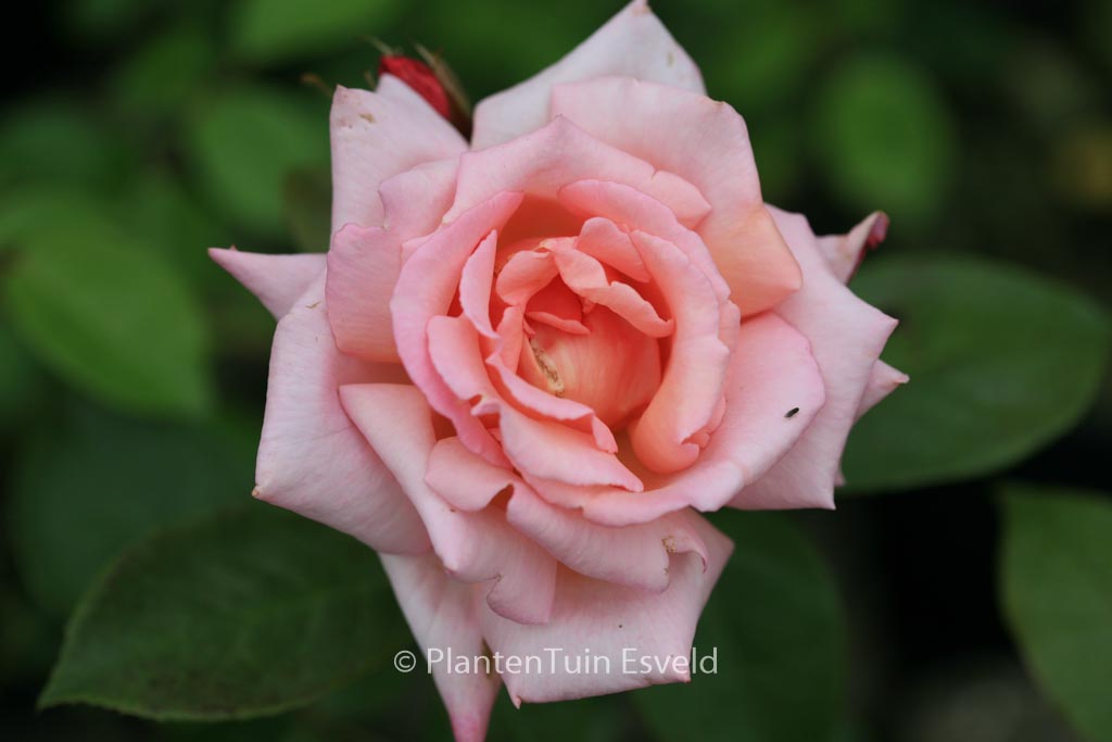 Rosa ‚Compassion‘