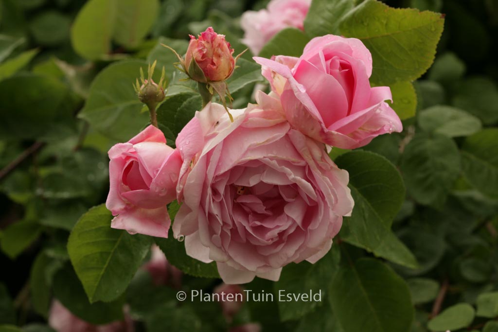 Rosa ‚Constance Spry‘