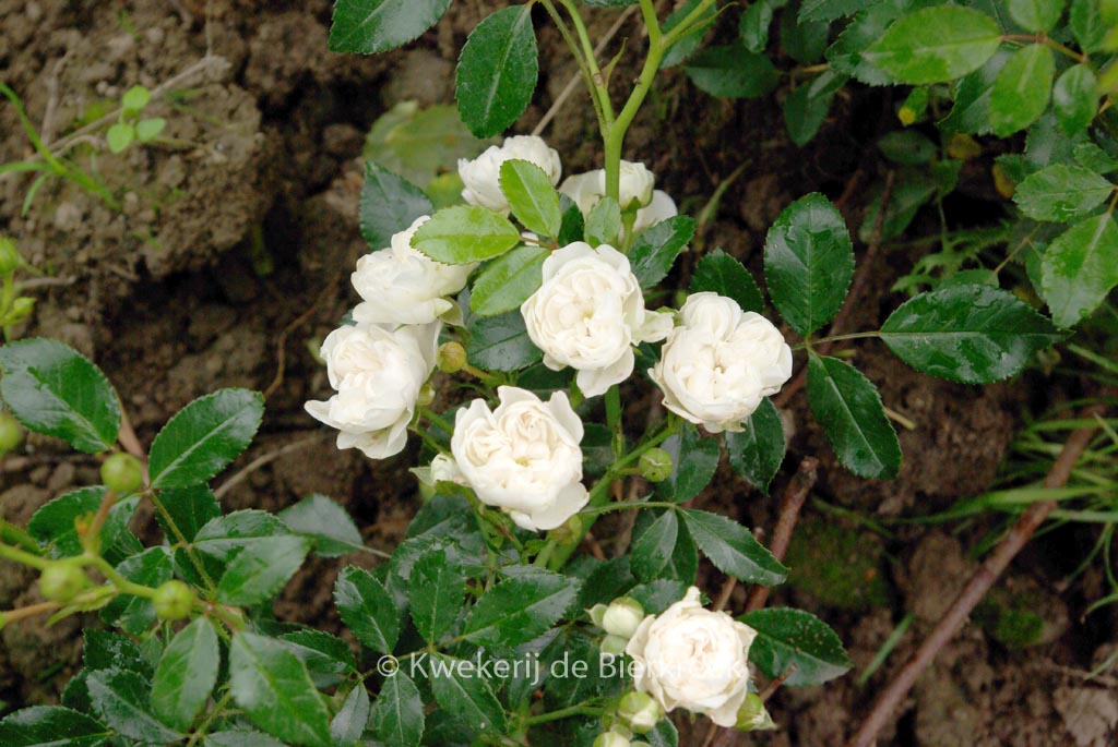 Rosa ‚Crystal Fairy‘