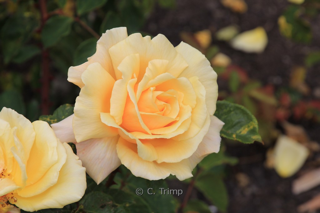 Rosa ‚Diamond Jubilee‘