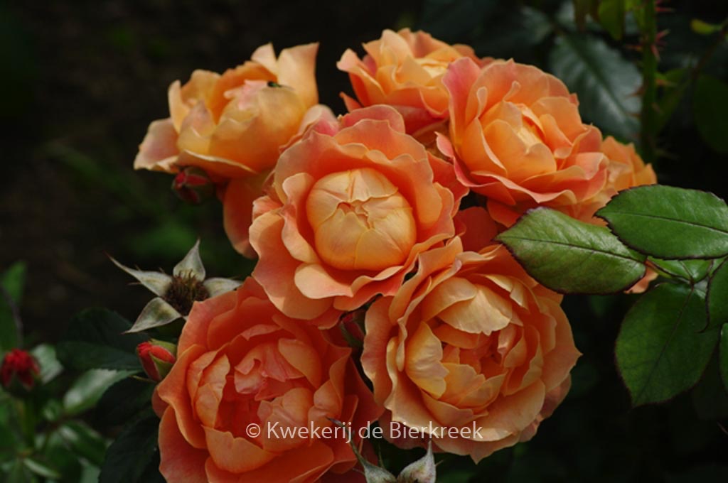Rosa ‚Fellowship‘