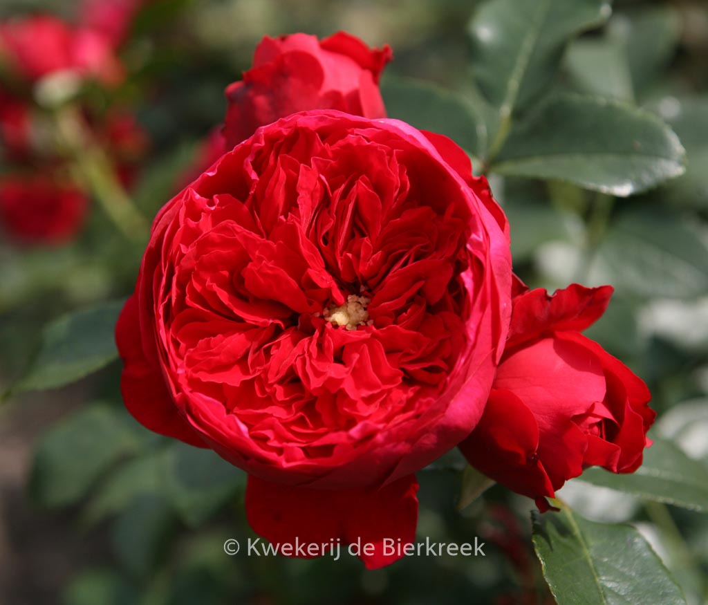 Rosa ‚Florentina‘