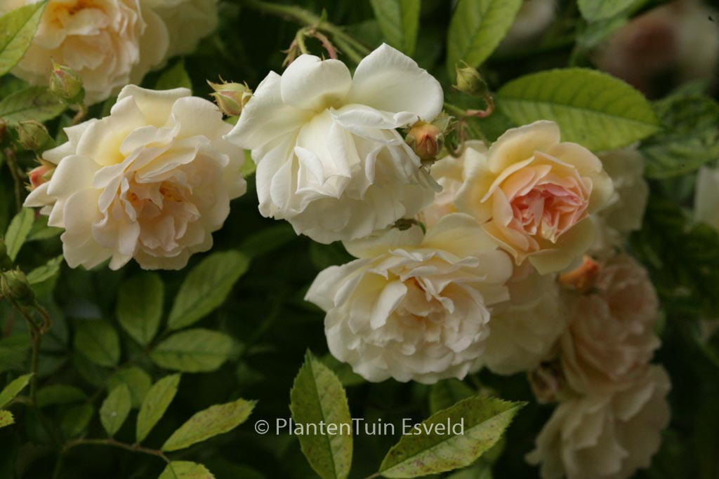 Rosa ‚Ghislaine de Feligonde‘