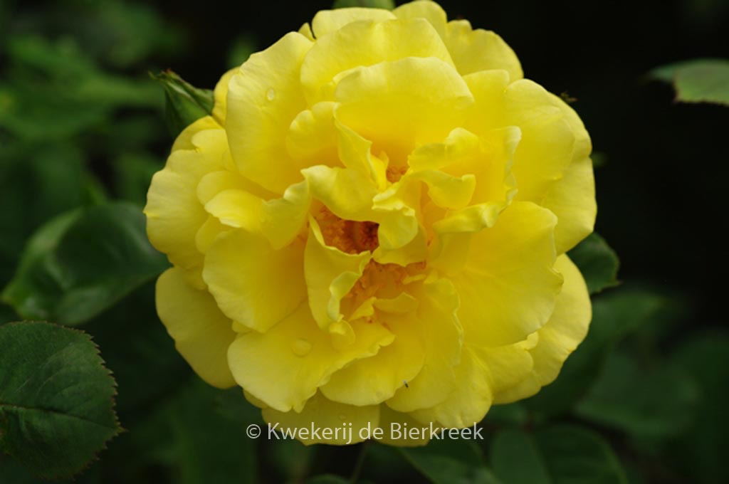 Rosa ‚Golden Gate‘