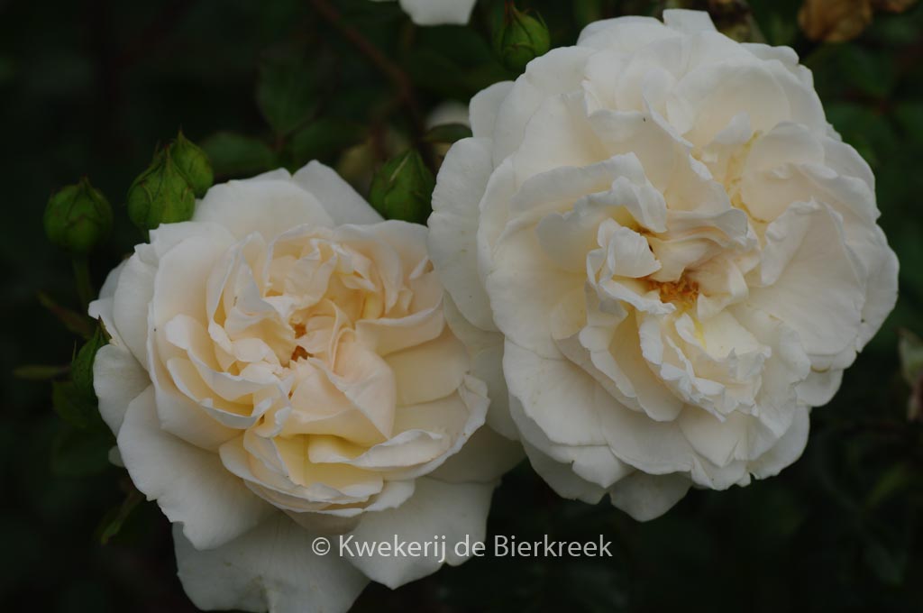 Rosa ‚Hardwell‘ (PENNY LANE)