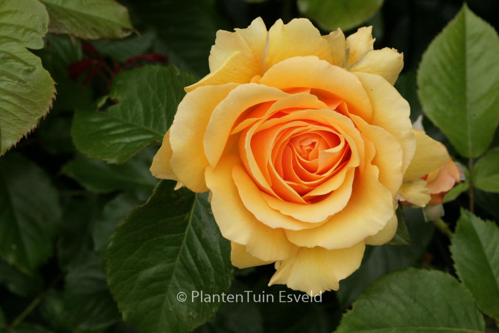Rosa ‚Harroony‘ (AMBER QUEEN)