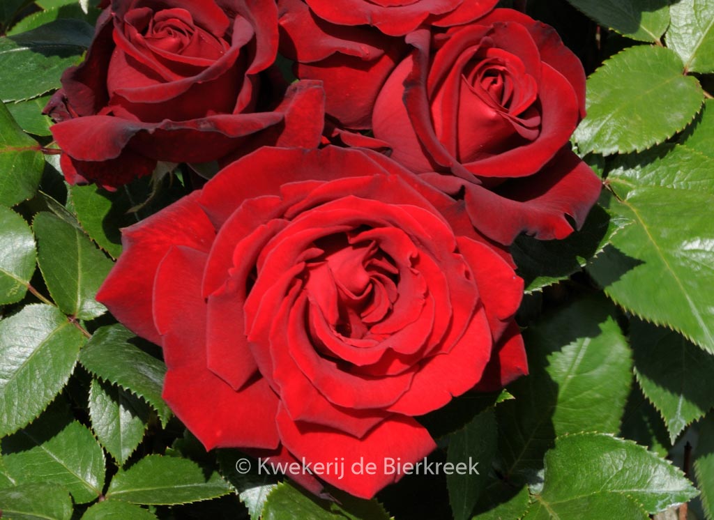 Rosa ‚Ingrid Bergman‘