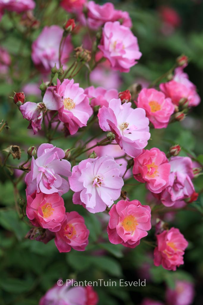 Rosa ‚Interlav‘ (LAVENDER DREAM)