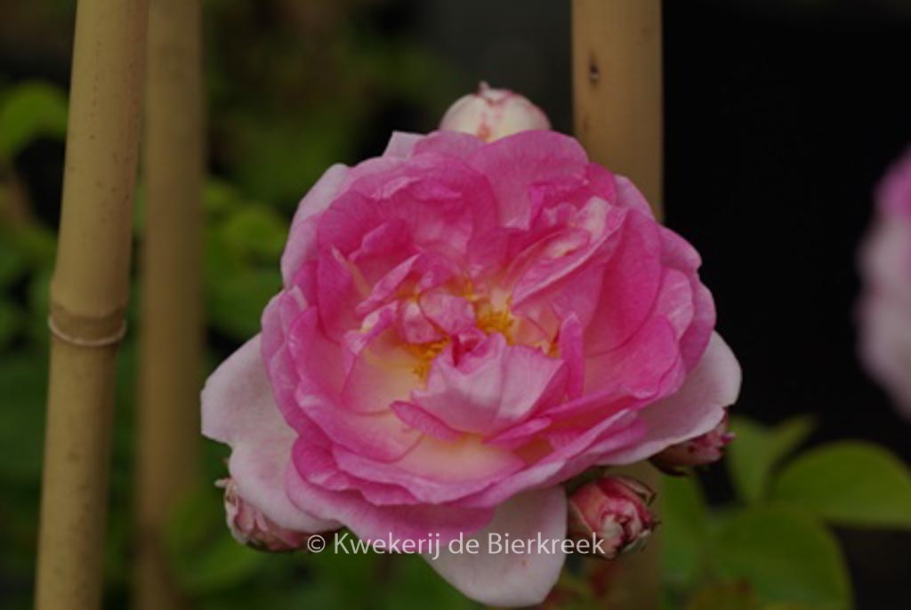 Rosa ‚Jasmina‘