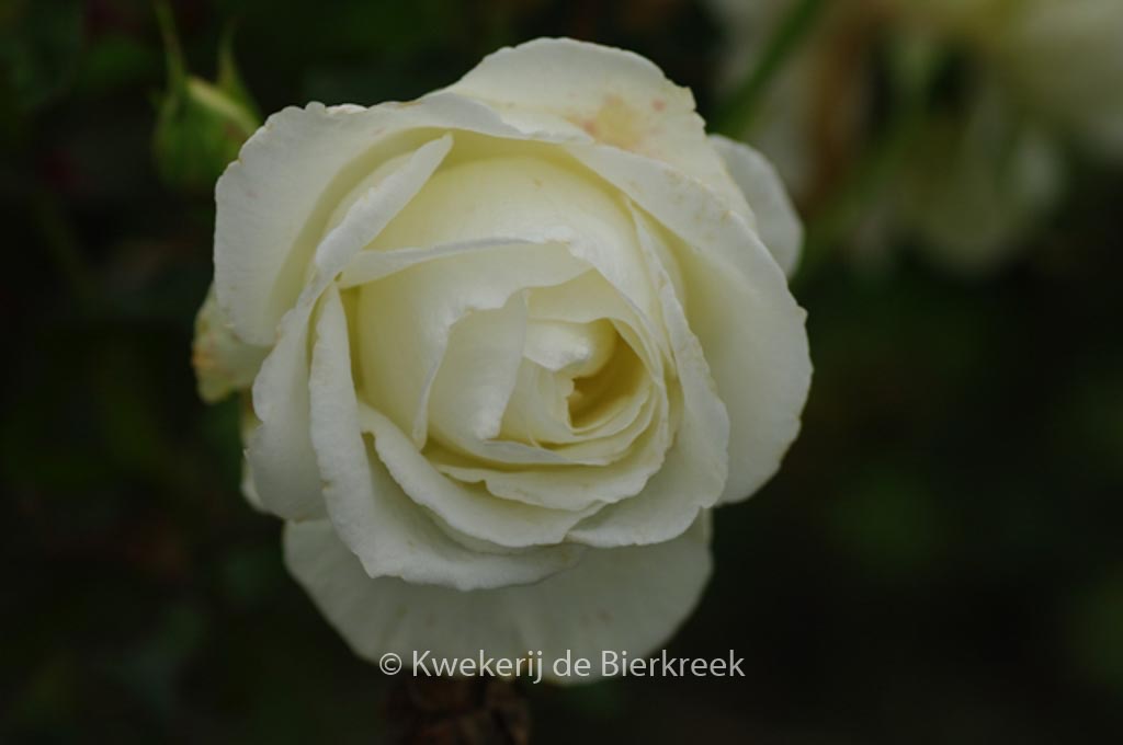 Rosa ‚Karin Blixen‘