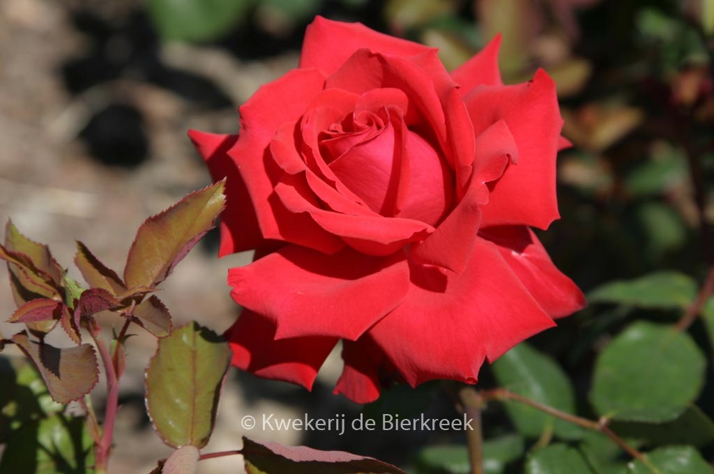 Rosa ‚Korcoluma‘ (GRANDE AMORE)