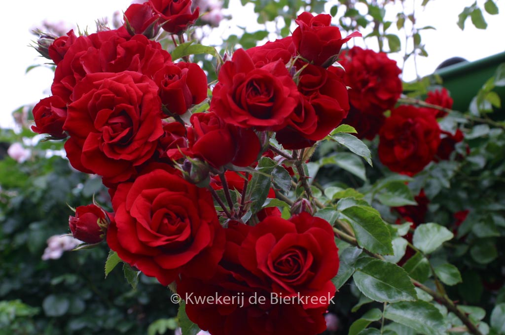 Rosa ‚Korlabriax‘ (AMADEUS)