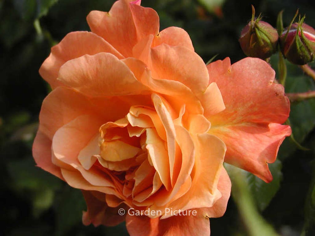 Rosa ‚Korlawe‘ (WESTERLAND)