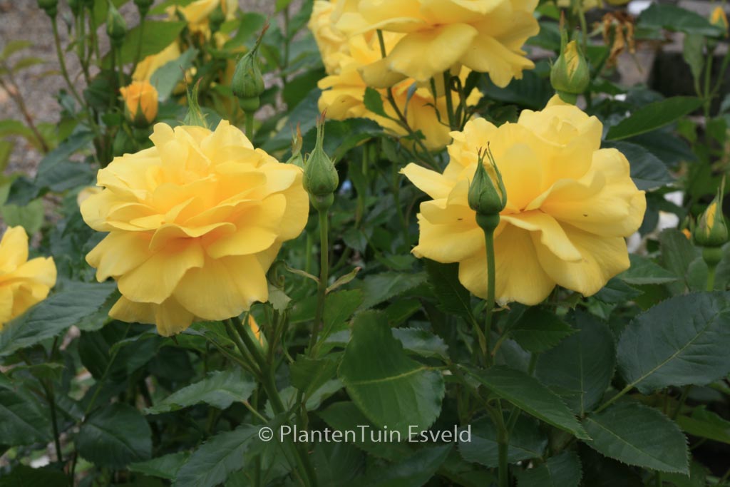 Rosa ‚Korresia‘ (FRIESIA)