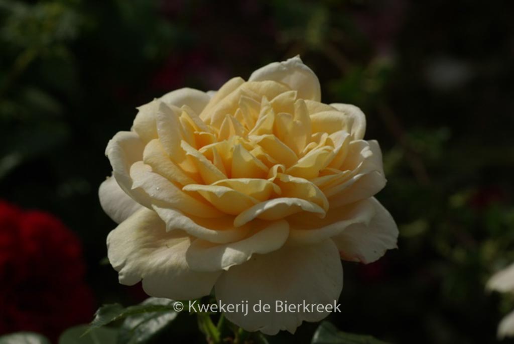 Rosa ‚Korvanaber‘ (LION’S ROSE)