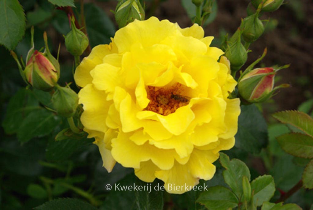 Rosa ‚Lichtkoenigin Lucia‘