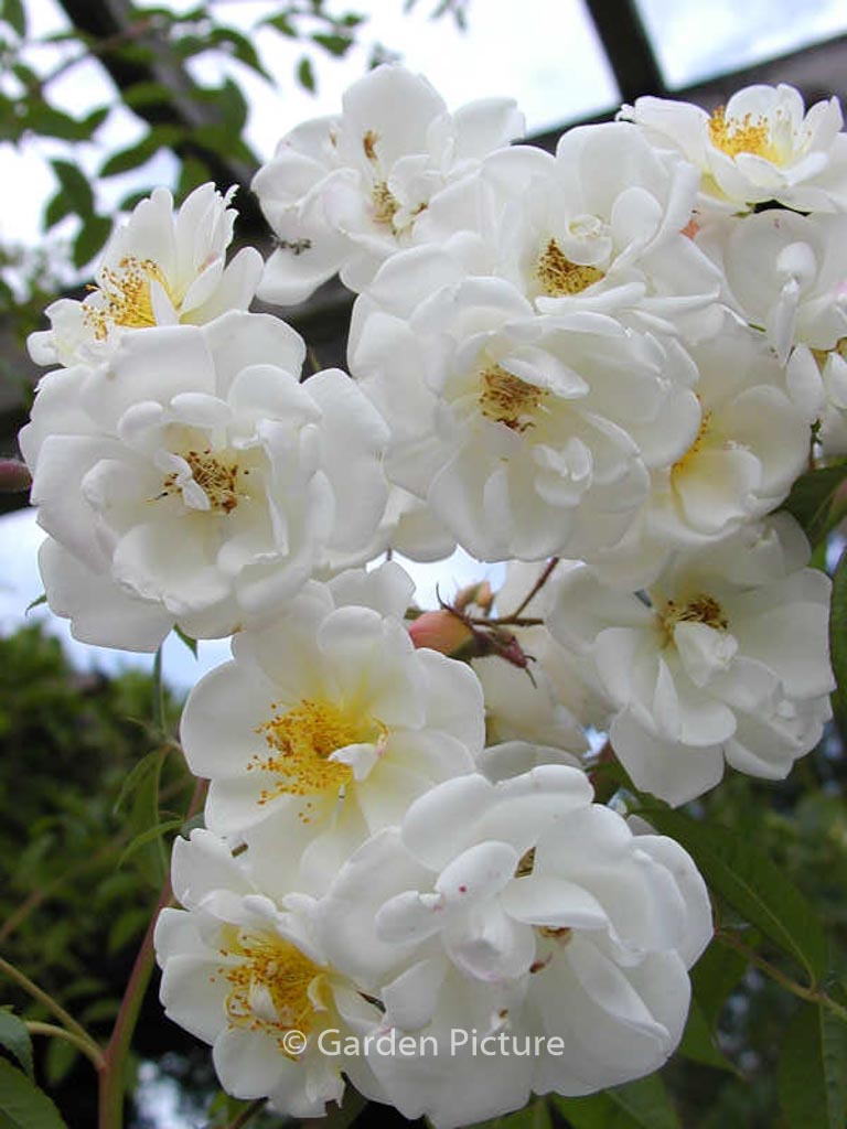 Rosa ‚Lykkefund‘