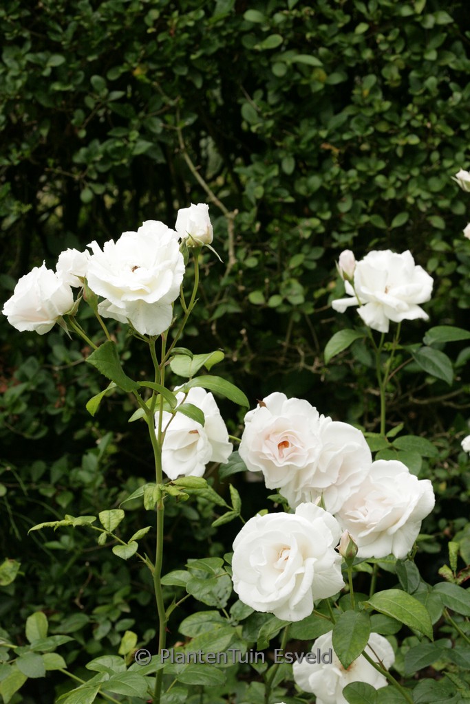 Rosa ‚Maria Mathilda‘