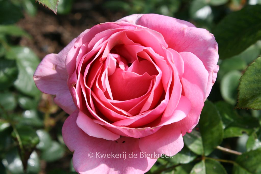 Rosa ‚Meiclusif‘ (LINE RENAUD)