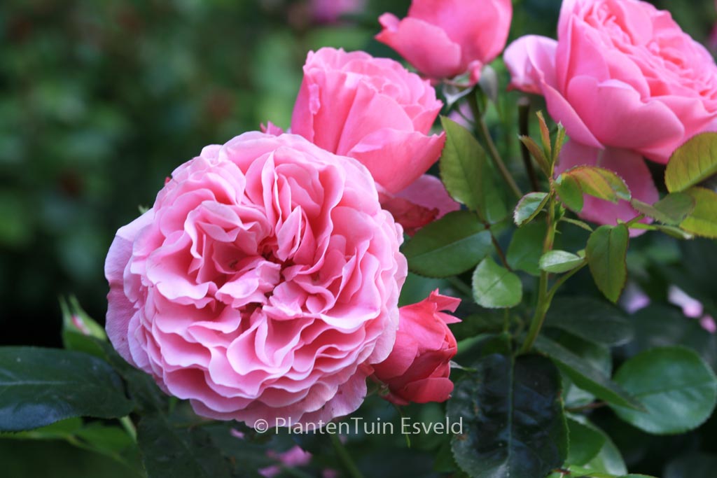 Rosa ‚Meideauri‘ (LEONARDO DA VINCI)