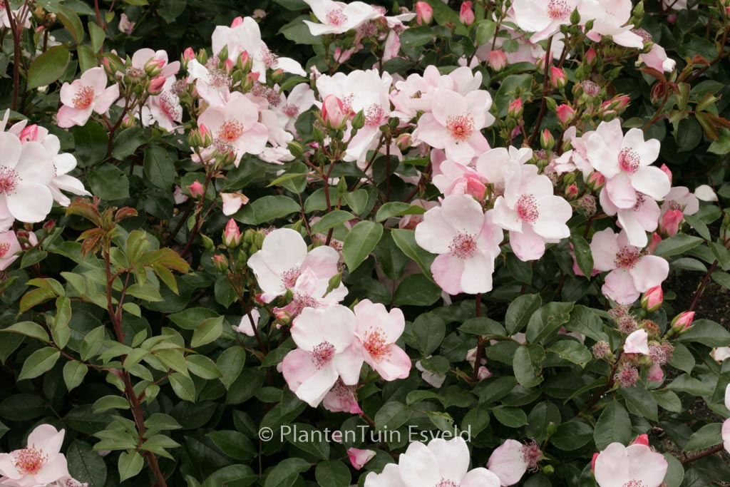 Rosa ‚Meiguimov‘ (SWEET PRETTY)