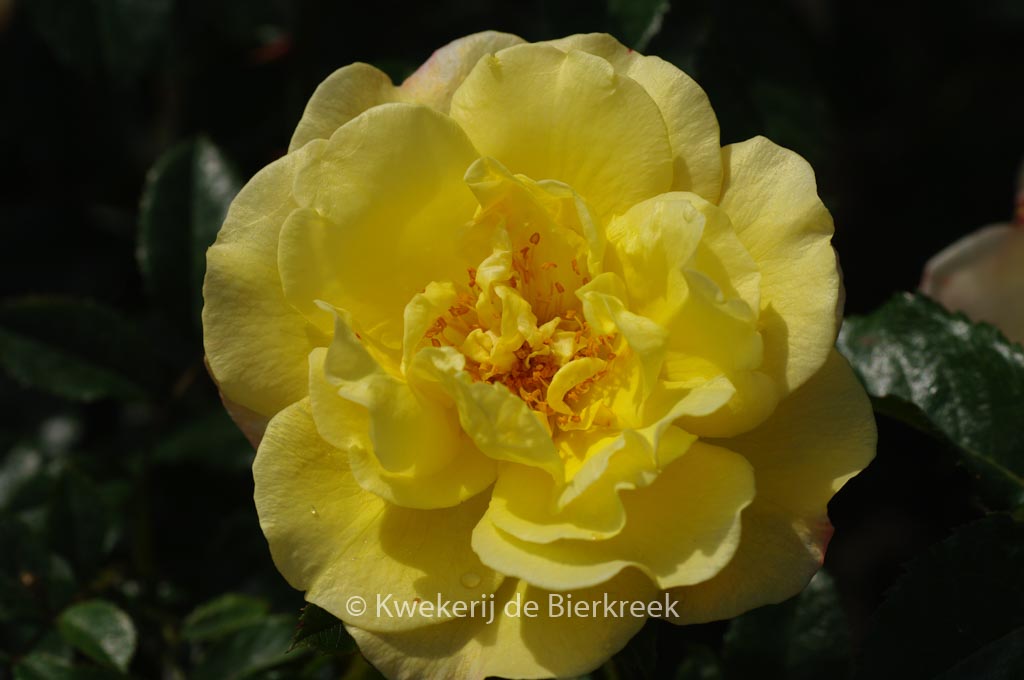 Rosa ‚Moonlight‘ (Kordes)