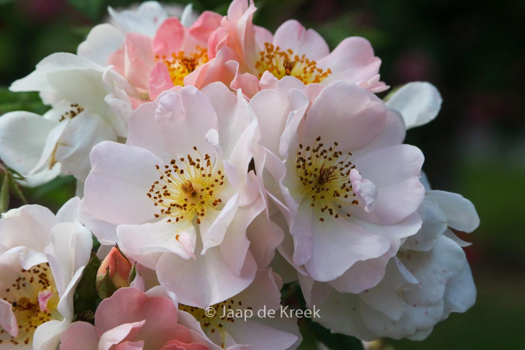 Rosa ‚Open Arms‘