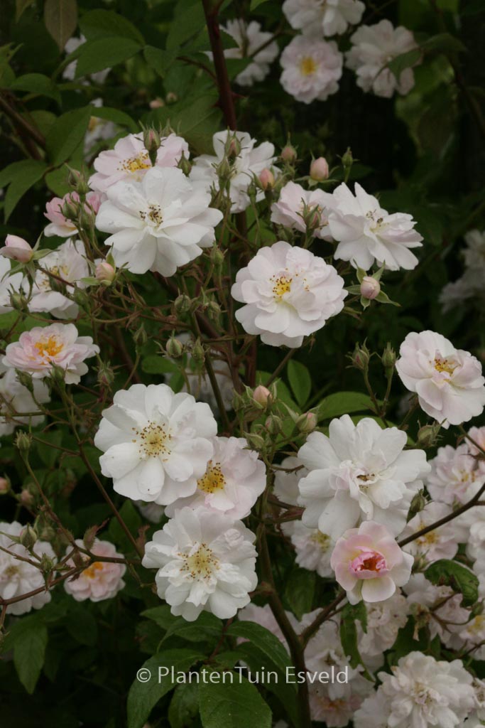Rosa ‚Paul’s Himalayan Musk‘