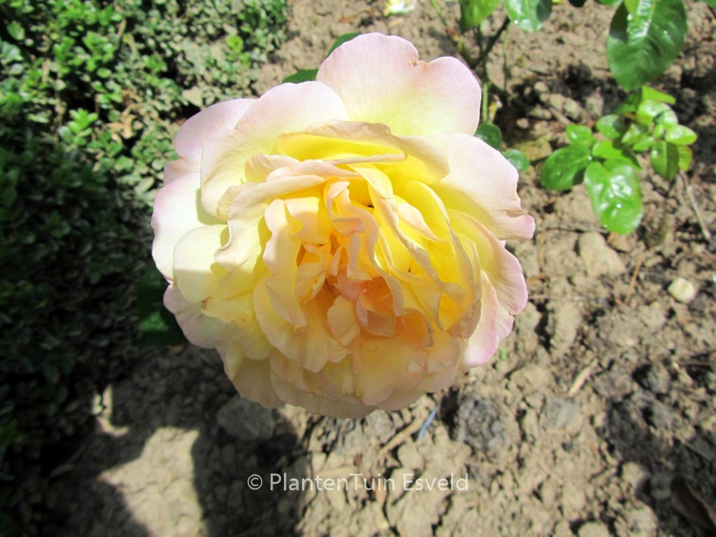 Rosa ‚Peace‘
