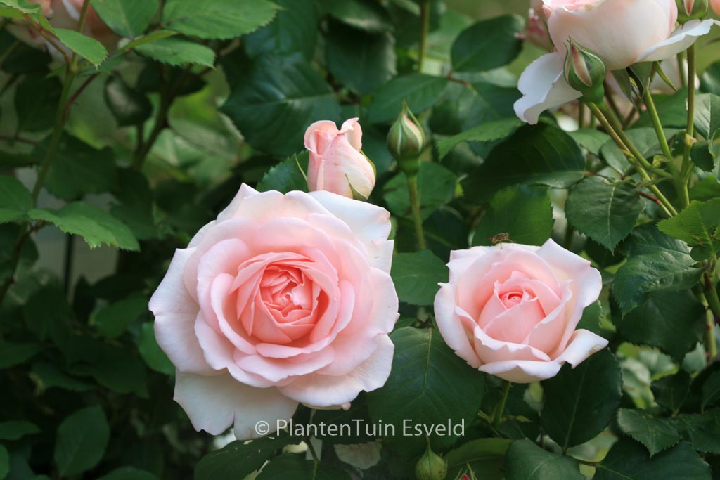 Rosa ‚Poulsyng‘ (CLAIR RENAISSANCE)‘