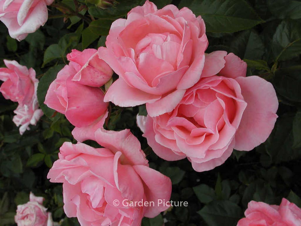 Rosa ‚Queen Elizabeth‘