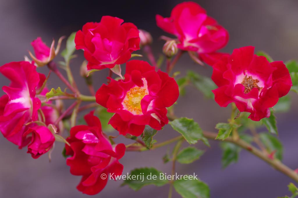 Rosa ‚Rambling Rosie‘