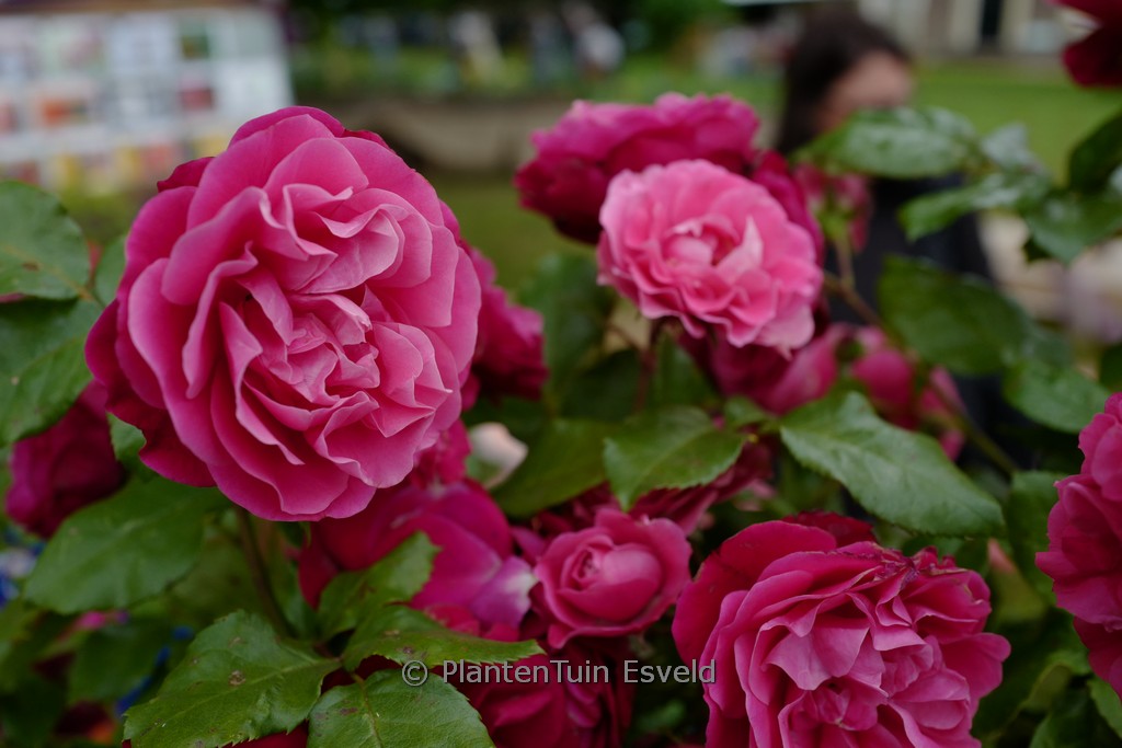 Rosa ‚Rouge Meilove‘ (MONA LISA)