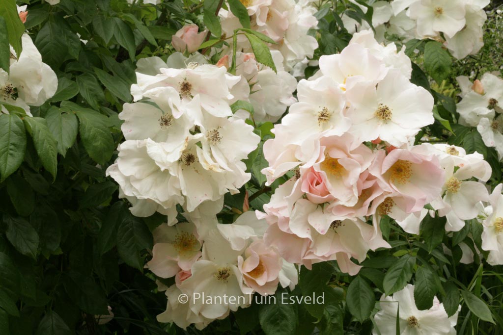 Rosa ‚Sally Holmes‘