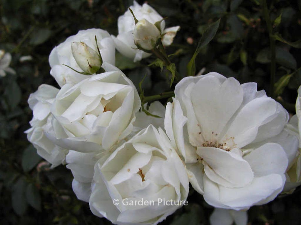 Rosa ‚Schneeflocke‘