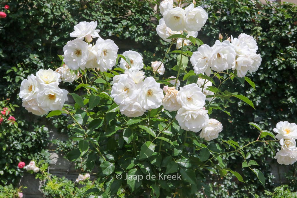 Rosa ‚Schneewittchen‘ (KORBIN)