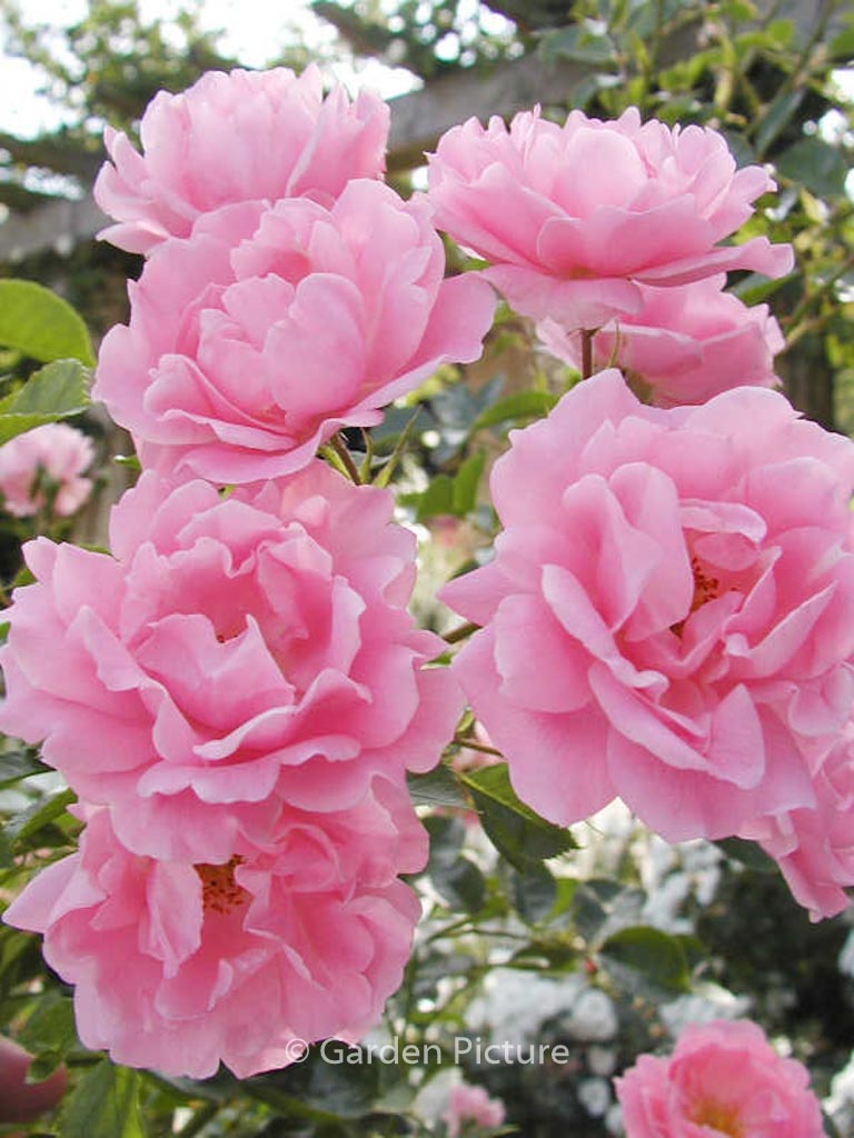 Rosa ‚Sommerwind‘