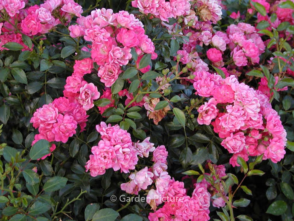 Rosa ‚Spevy‘ (LOVELY FAIRY)