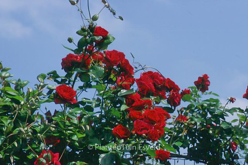 Rosa ‚Sympathie‘