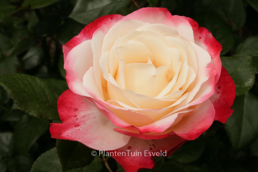 Rosa ‚Taneiglab‘ (NOSTALGIE)