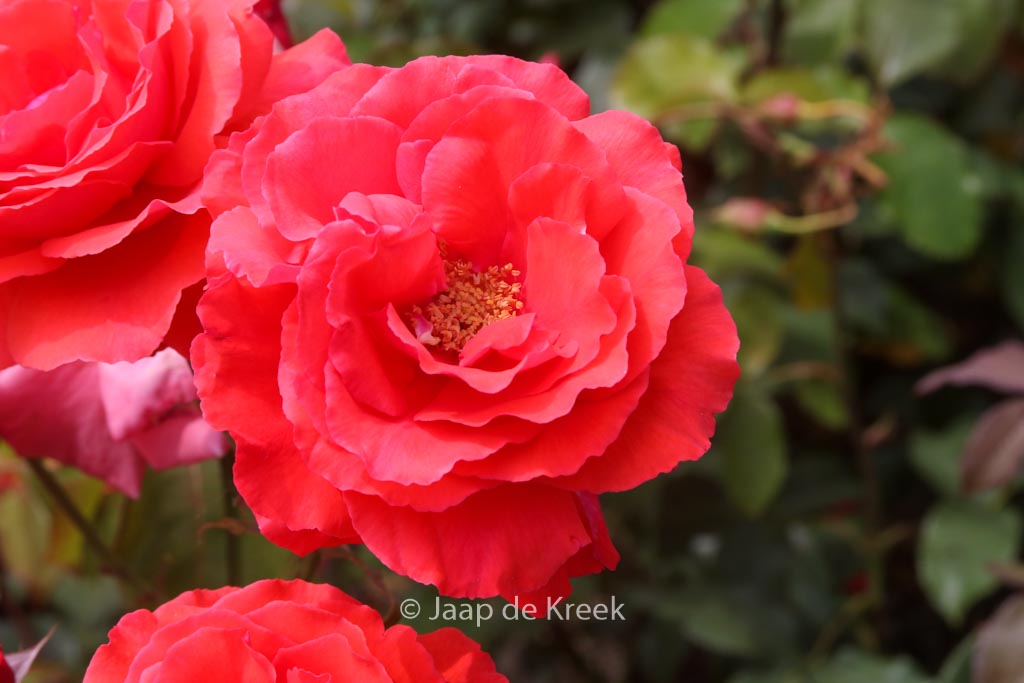 Rosa ‚Tanellis‘ (DUFTWOLKE)