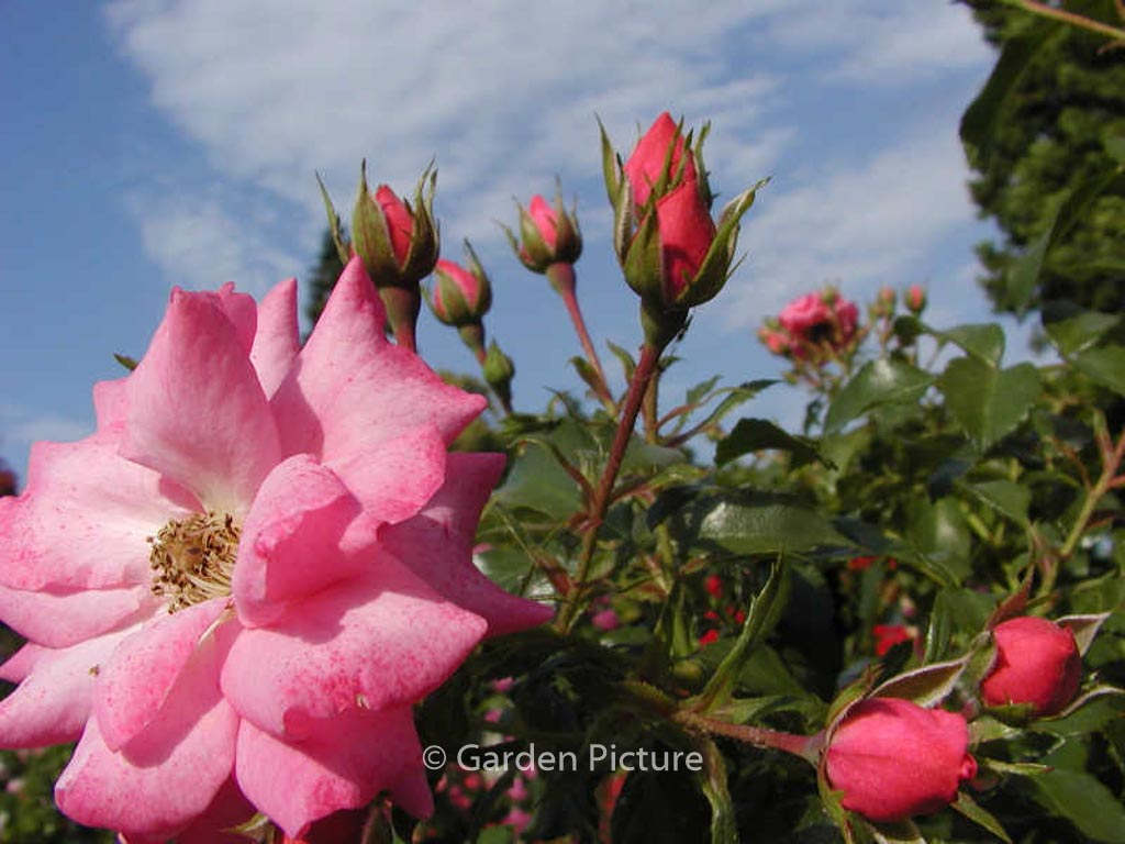 Rosa ‚Tanotax‘ (MIRATO)